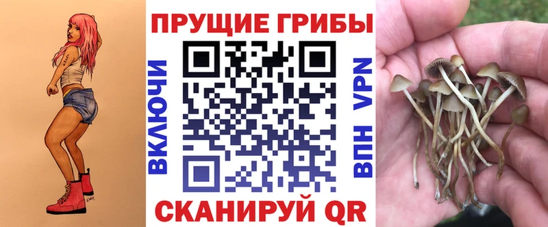 как найти Гурьевск Галлюциногенные грибы Cubensis