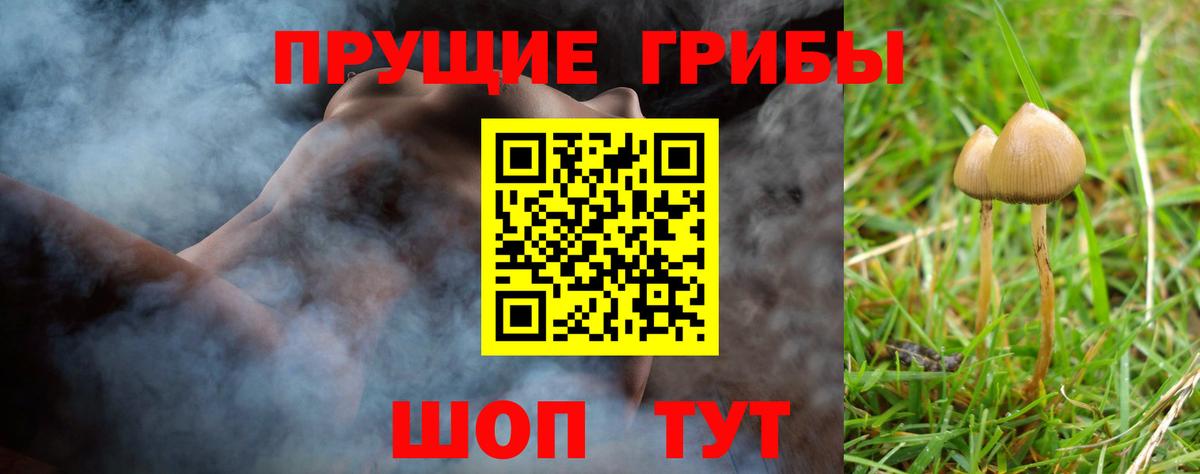 Гурьевск  Псилоцибиновые грибы мицелий  Вход с VPN 